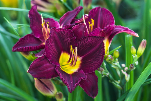 istock Hemerocallis, Bela Lugosi Daylily 1064294380