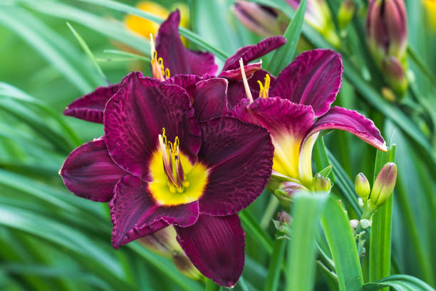 istock Hemerocallis, Bela Lugosi Daylily 1064294404