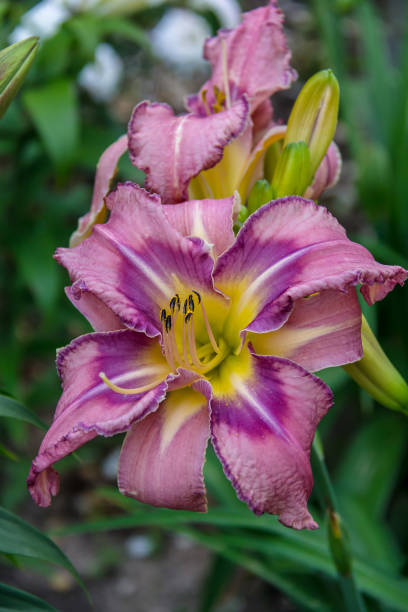 istock Hemerocallis, Mildred Mitchell Daylily 1064294416