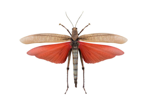 istock grasshopper tropidacris dux isolated 1064295306