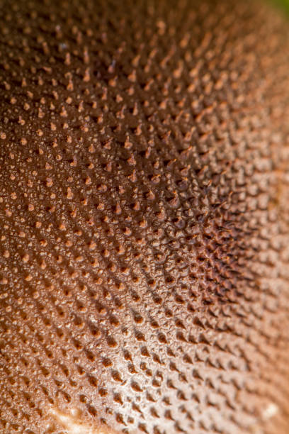 istock umber-brown puffball (Lycoperdon umbrinum) mushroom 1064297874