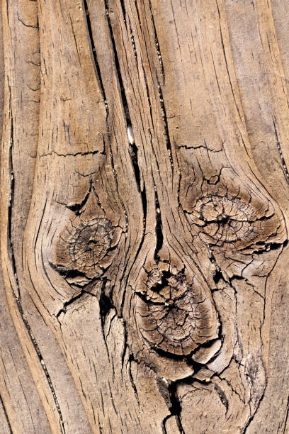 istock old texture of a wooden board 1064299344