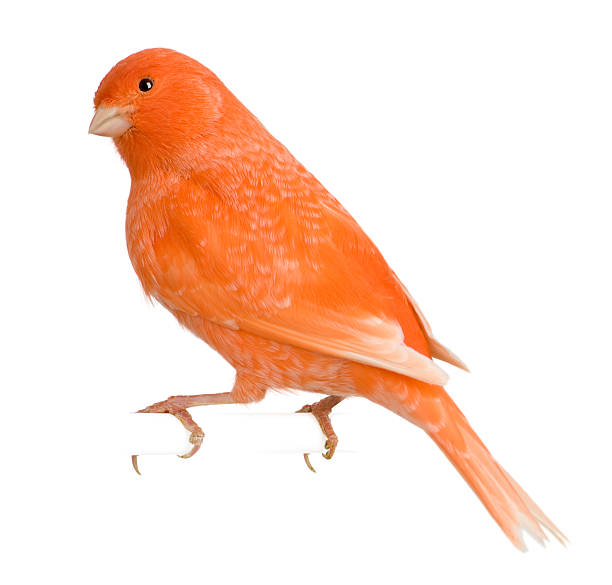 istock Side view of Red canary, Serinus canaria, perched. 106430063
