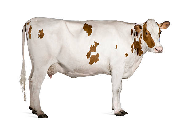 프로필을 홀슈타인 cow, 4 이상의 입석. - brown white cattle cow 뉴스 사진 이미지