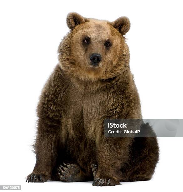 Vorderansicht Des Braunbär 8 Jahre Alt Sitzt Stockfoto und mehr Bilder von Bär - Bär, Weißer Hintergrund, Freisteller – Neutraler Hintergrund