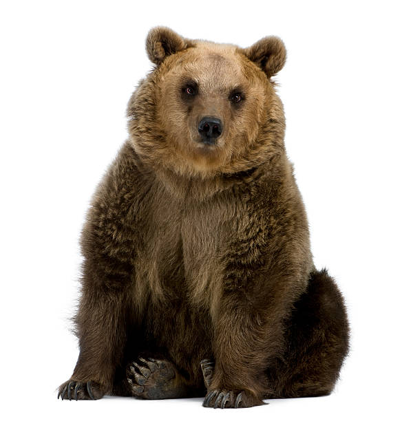 Front view of Brown Bear, 8 years old, sitting.  ursus arctos stock pictures, royalty-free photos & images