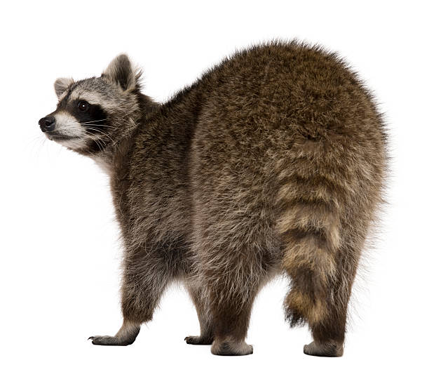 istock Rear view of Raccoon, 2 years old, standing. 106430079