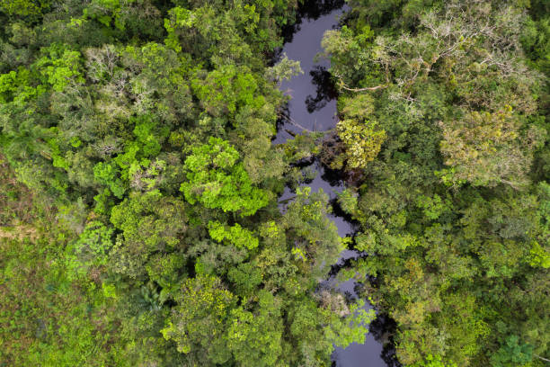 istock Tropical Rainforest Top of View 1064300826