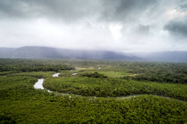 istock Mata Atlantica - Atlantic Forest in Brazil 1064301966