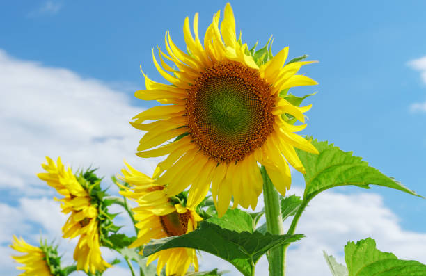 istock field of blooming sunflowers on a background sunset 1064303690