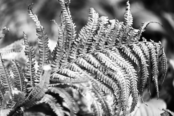 Fern plant in Autumn