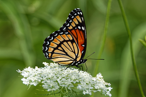 A Viceroy Butterfly rests on a Queen Anne’s Lace flower. These butterflies mimic the appearance of the Monarch Butterfly.
