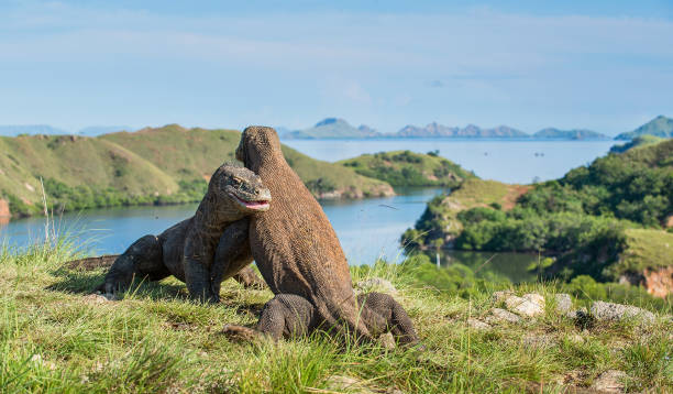 istock The Fighting of Komodo dragons 1064310808