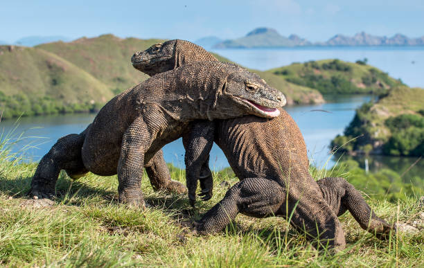 istock The Fighting of Komodo dragons 1064310914