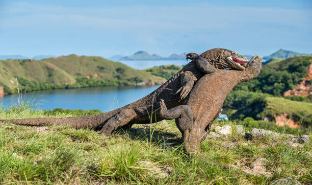 istock The Fighting of Komodo dragons 1064311872