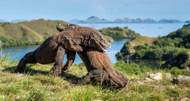 istock The Fighting of Komodo dragons 1064311876