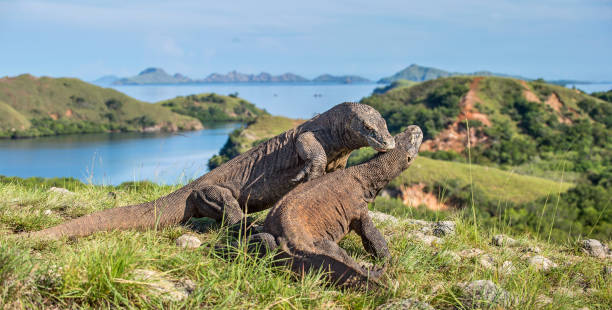 istock The Fighting of Komodo dragons 1064311966
