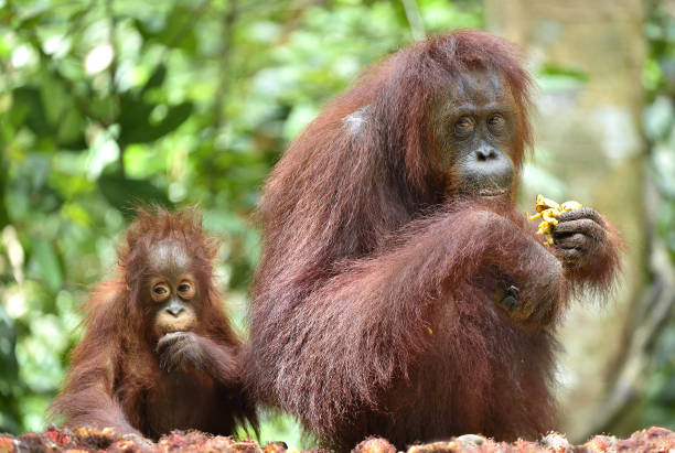 오랑우탄 어머니와 새끼를 먹는. - young animal orangutan mother ape 뉴스 사진 이미지