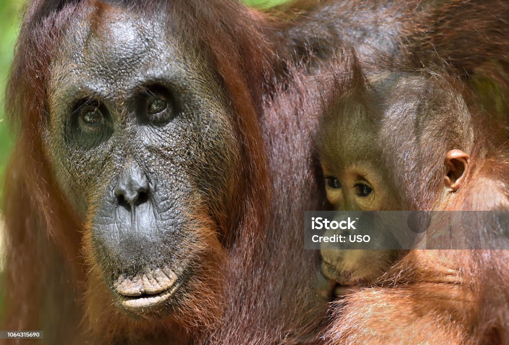 37 melhor ideia de Orangotangos