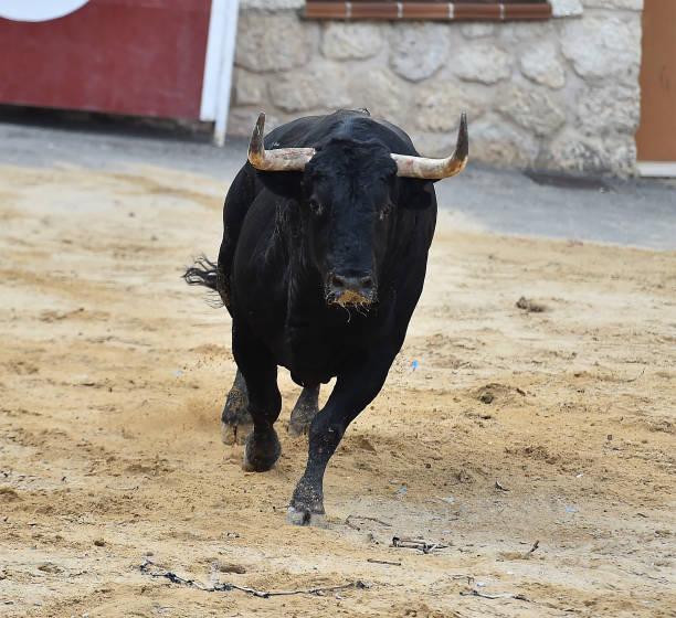istock bull black in spain 1064316084