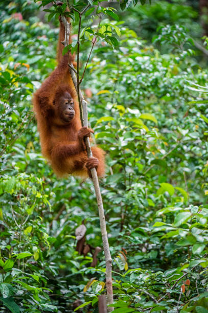 istock Bornean Orangutang cub on the tree 1064316312