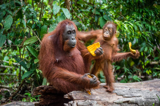 istock Mother orangutan and cub. 1064318664