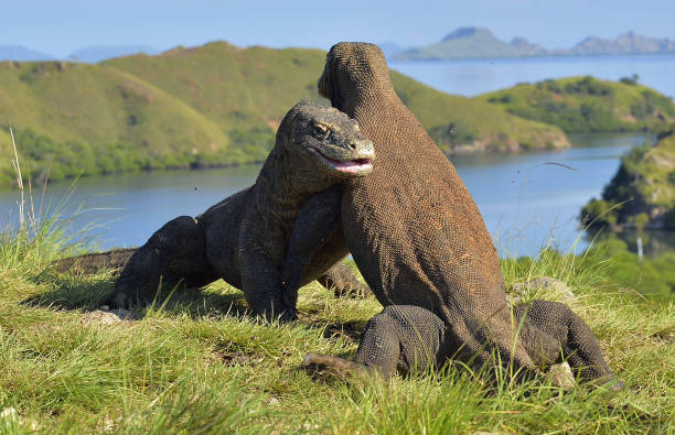 istock The Fighting of Komodo dragons 1064319808