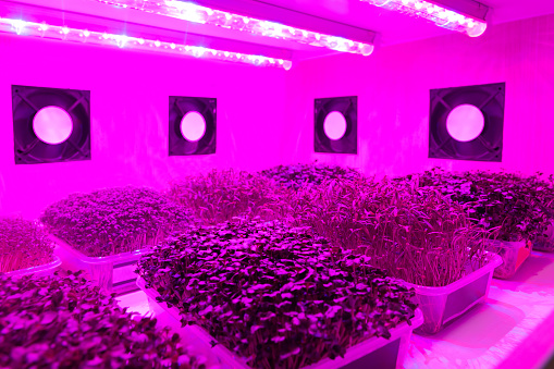 Smart indoor farm , Photoperiodism growth light for plants concept. Artificial LED panel light source used in an experiment on vegetables plant growth.