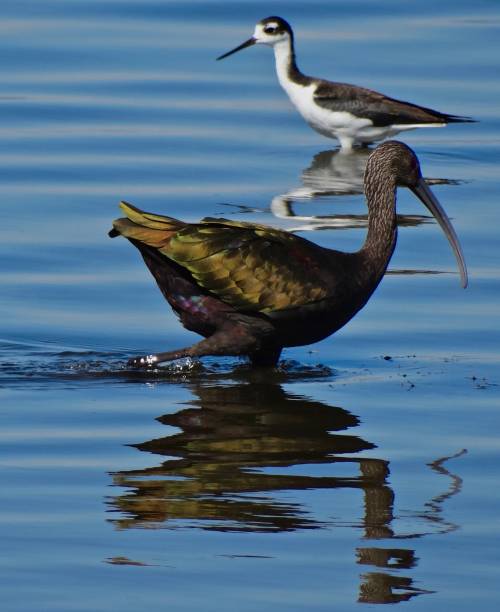 tule 호수 물새 - waterbirds 뉴스 사진 이미지