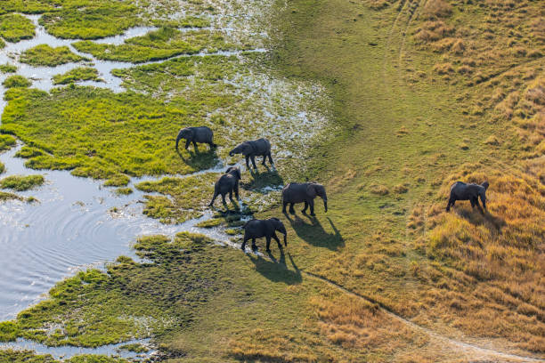 Aerial view of elephants, Okavango Delta, Botswana, Africa Aerial view of a group of African elephants (Loxodonta africana) in Khwai river, Moremi National Park in Okavango Delta, Botswana, Africa. botswana photos stock pictures, royalty-free photos & images