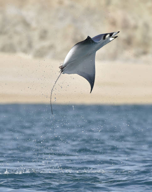 istock Mobula ray jumping out of the water. 1064325146