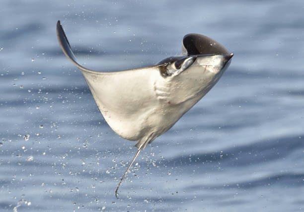 istock Mobula ray jumping out of the water. 1064325182
