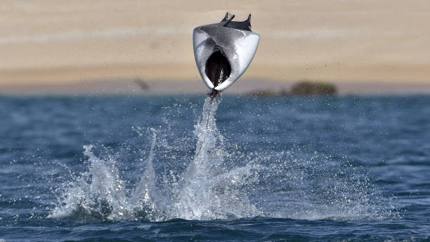 istock Mobula ray jumping out of the water. 1064325332