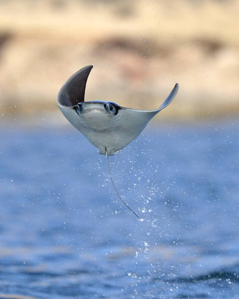 Mobula ray jumping out of the water.