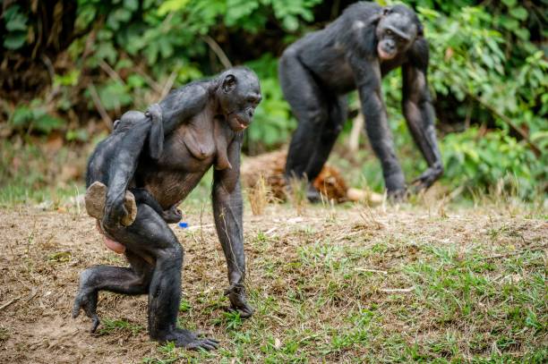 istock The Bonobos in natural habitat. 1064325578