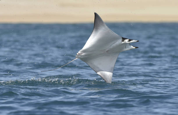 istock Mobula ray jumping out of the water. 1064326894