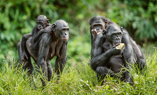 La familia de Bonobo photo