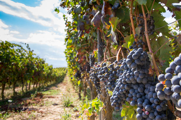 istock Vineyard with ripe grapes bunch 1064327752