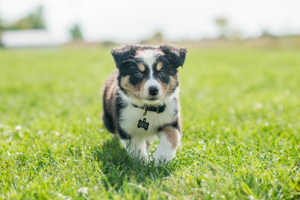 istock Puppy playing in the grass 1064327850