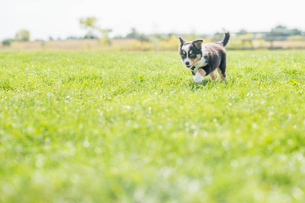 A sheepdog puppy explores a grassy meadow on a sunny day.