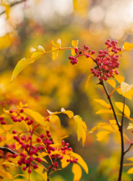 istock Wild red berries in autumn 1064330590