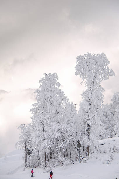 istock Trees covered with snow on a ski slope 1064334042