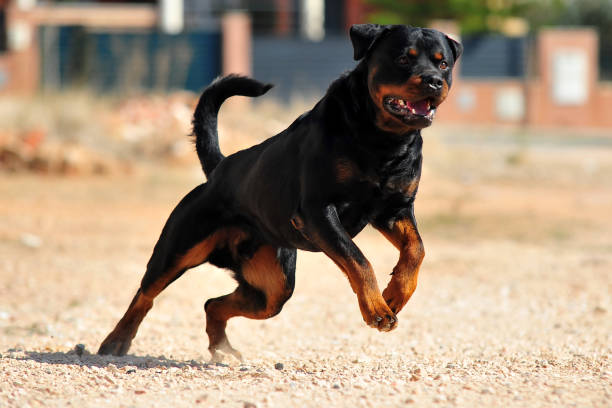 rottweiler - dog leash pets playing - fotografias e filmes do acervo