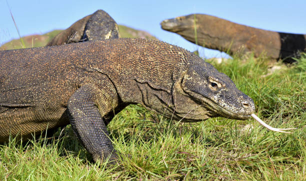 istock Komodo dragon ( Varanus komodoensis ) with the  forked tongue sniff air. 1064341284