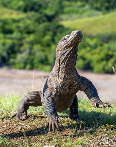 istock The Komodo dragon on its hind legs . 1064341310
