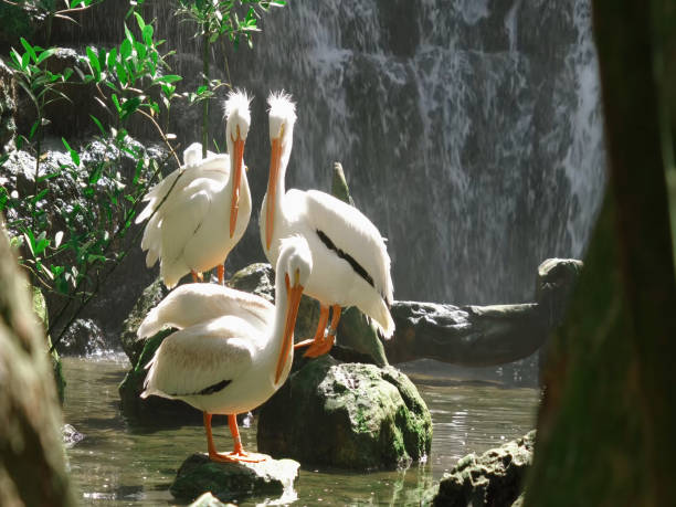 Pelicans in an artificial habitat. Captivity.