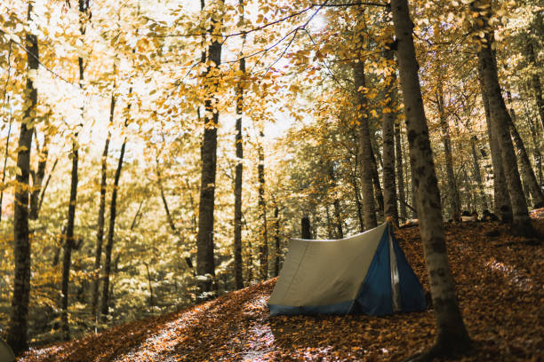 istock Green Forest nature and camp 1064343820