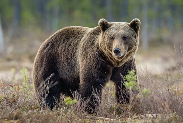 istock Brown Bear on the swamp in spring forest. 1064343834