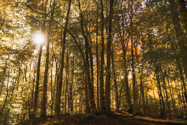 yellow and green Forest nature