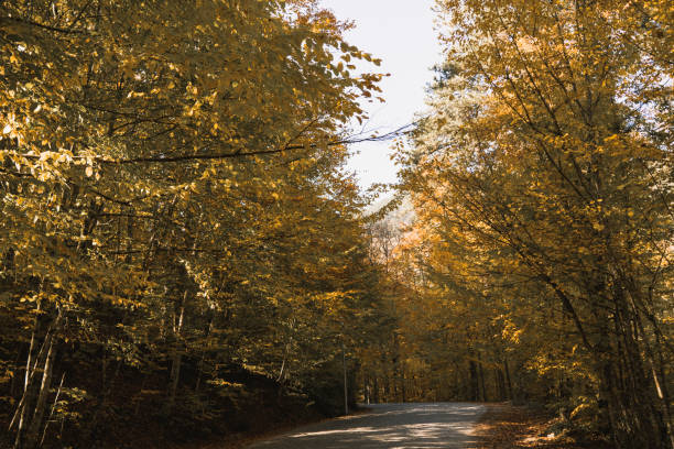 istock yellow and green Forest nature 1064348982